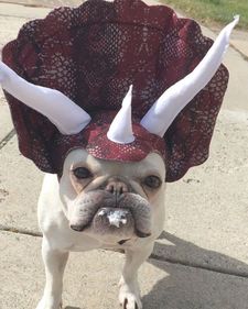 best-dogs-in-costumes-ideas-only-on-pinterest-puppies-in-dogs-in-costumes-l-0736804fdd4d46a3